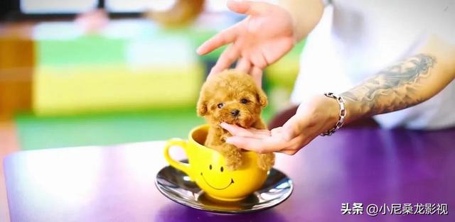 茶杯犬多少钱一只能活多久？茶杯犬多少钱一只白色最便宜！