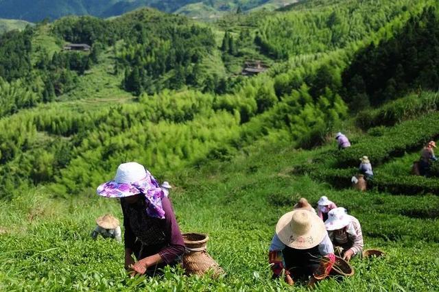 黑茶是什么茶，黑茶是什么茶与普洱茶的区别？