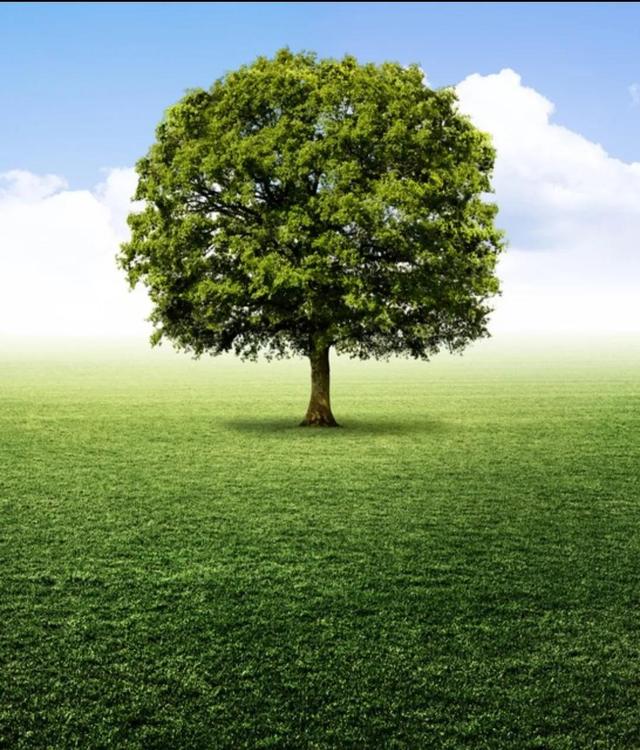 什么时候种树成活率高些，什么时候种树成活率高些呢？