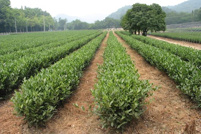 黑茶是什么茶，黑茶是什么茶与普洱茶的区别？