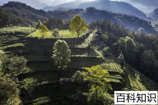 黄鼠狼是几级保护动物吗，黄鼠狼是几级保护动物吗图片